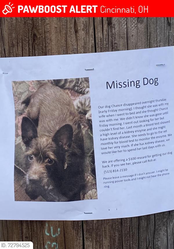 Lost Female Dog last seen Kipling and Colerain , Cincinnati, OH 45239