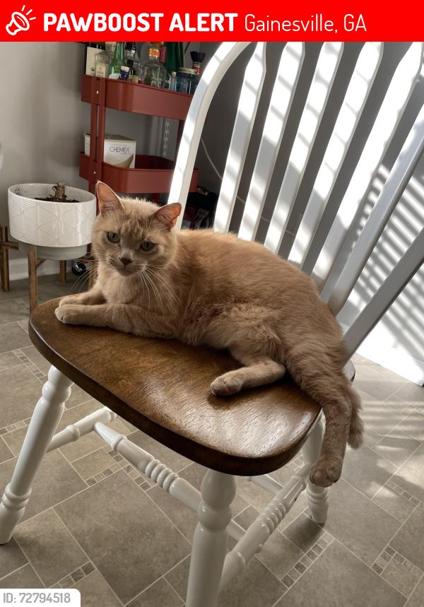 Lost Male Cat last seen Allora Gainesville Complex, Gainesville, GA 30501