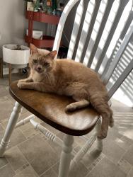 Lost Male Cat last seen Allora Gainesville Complex, Gainesville, GA 30501