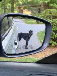 Found/Stray Unknown Dog last seen Intersection of Compton DR and Doyle DR, Greenville, SC 29615