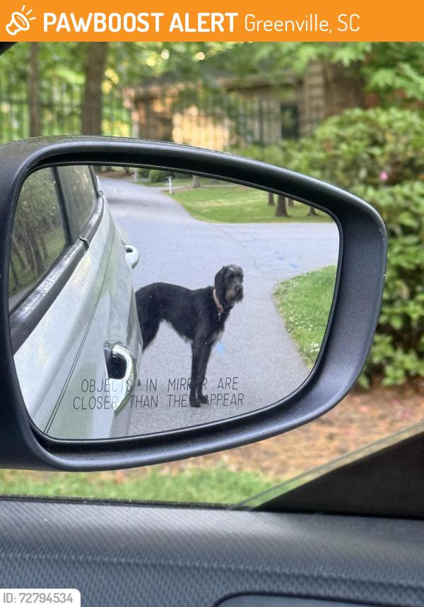 Found/Stray Unknown Dog last seen Intersection of Compton DR and Doyle DR, Greenville, SC 29615