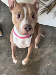 Found/Stray Female Dog last seen Off of Hwy 90, Caldwell County, NC 28645