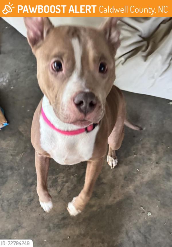 Found/Stray Female Dog last seen Off of Hwy 90, Caldwell County, NC 28645
