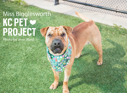 Shelter Stray Female Dog last seen Cambridge Ave and Newton Ave, KCMO, 64138, 64138, MO, Kansas City, MO 64132