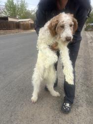 Found/Stray Male Dog last seen 5th , Sun Valley, NV 89433