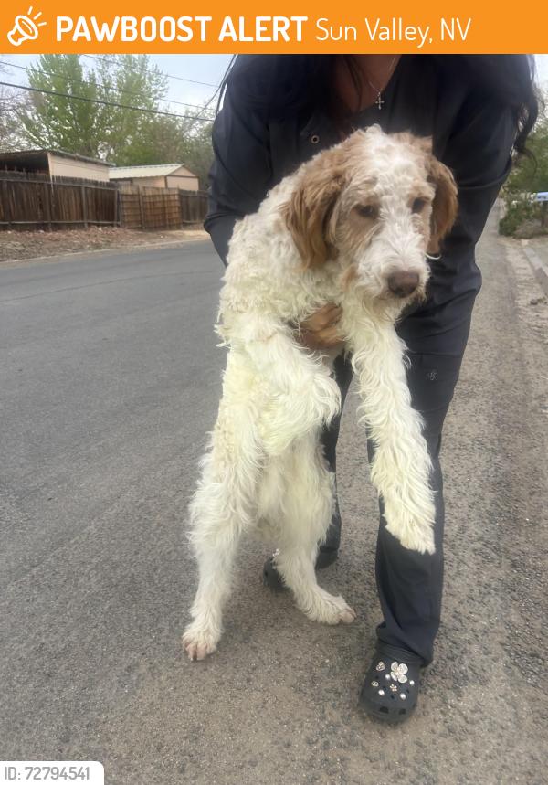 Found/Stray Male Dog last seen 5th , Sun Valley, NV 89433