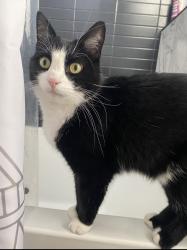 Lost Female Cat last seen Slide and 178th, Lubbock, TX 79424