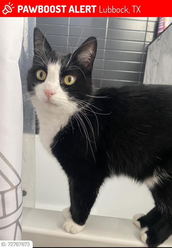 Lost Female Cat last seen Slide and 178th, Lubbock, TX 79424