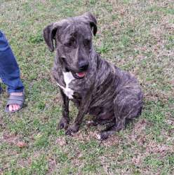 Found/Stray Female Dog last seen Turkey Farm Rd , Blythewood, SC 29016