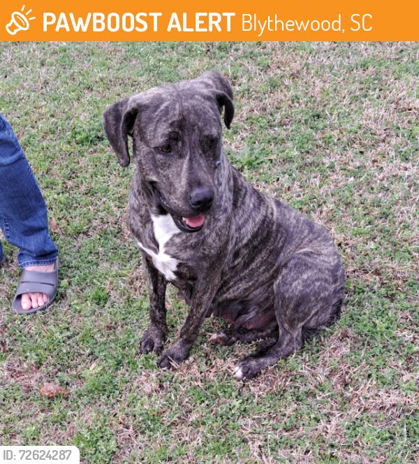Found/Stray Female Dog last seen Turkey Farm Rd , Blythewood, SC 29016