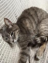 Found/Stray Female Cat last seen Kennedy Rd. Blacklick, OH, Blacklick, OH 43004