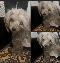 Lost Male Dog last seen 133rd Avenue & 135th Avenue , Queens, NY 11420