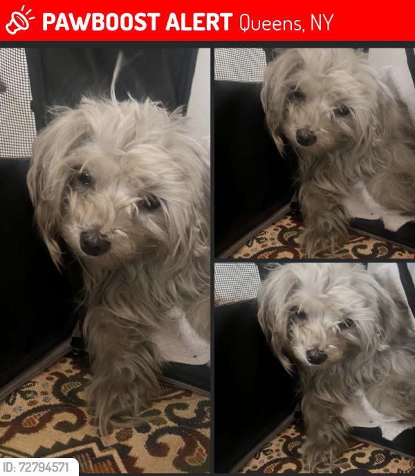 Lost Male Dog last seen 133rd Avenue & 135th Avenue , Queens, NY 11420