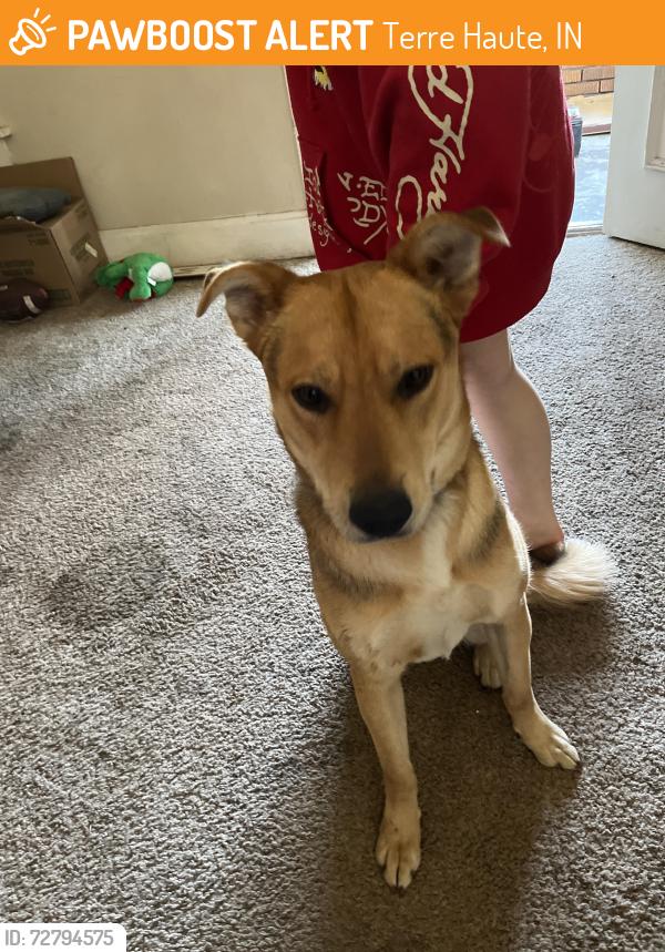 Found/Stray Male Dog last seen 21st and oak, Terre Haute, IN 47803