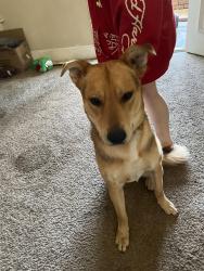 Found/Stray Male Dog last seen 21st and oak, Terre Haute, IN 47803