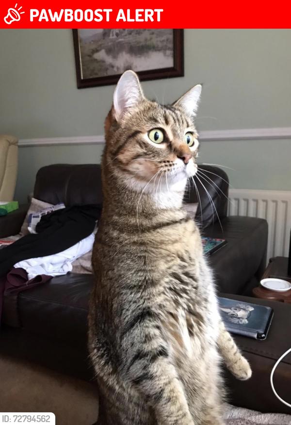 Lost Female Cat last seen Furlong way , Great Amwell, England SG12 9TJ