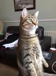 Lost Female Cat last seen Furlong way , Great Amwell, England SG12 9TJ