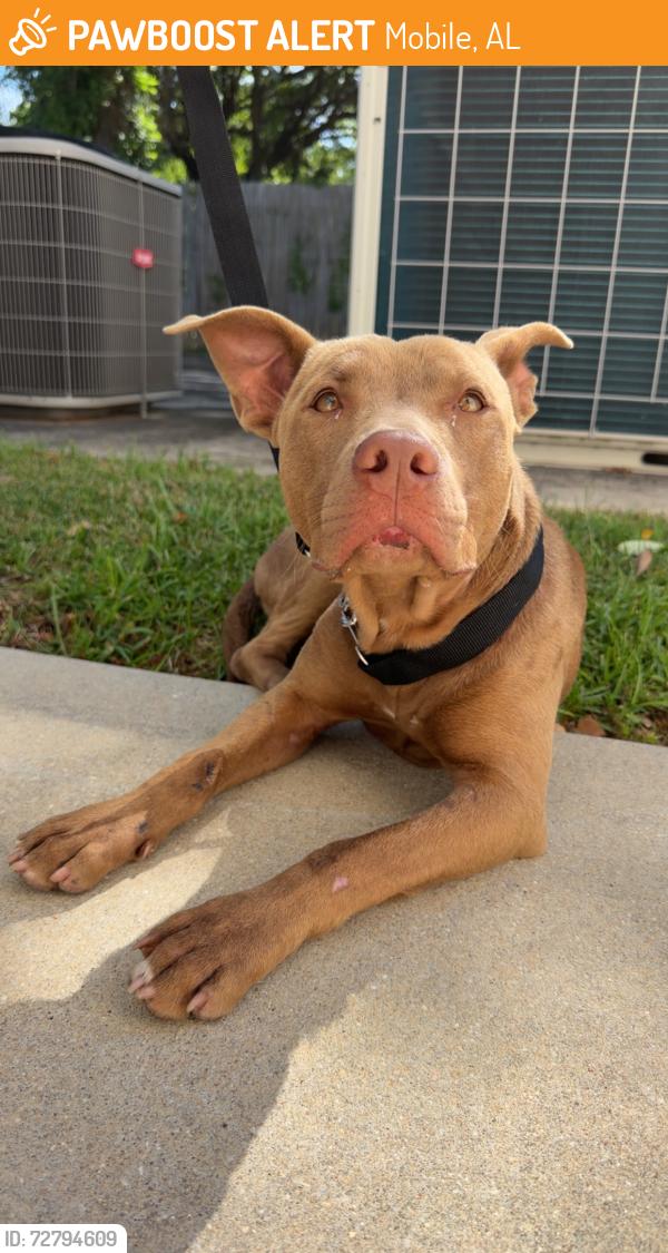Found/Stray Male Dog last seen Across from UMS Wright and Burnham’s Vital Care, Mobile, AL 36607
