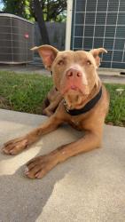 Found/Stray Male Dog last seen Across from UMS Wright and Burnham’s Vital Care, Mobile, AL 36607