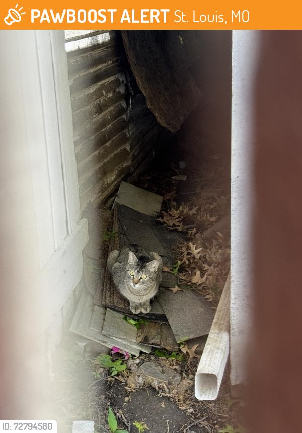 Found/Stray Female Cat last seen Backyard of 2619 Michigan Ave, St. Louis, MO 63118