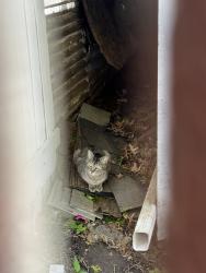 Found/Stray Female Cat last seen Backyard of 2619 Michigan Ave, St. Louis, MO 63118