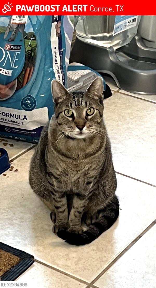 Lost Male Cat last seen N Wimberly Way, Conroe, TX 77385