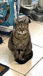 Lost Male Cat last seen N Wimberly Way, Conroe, TX 77385