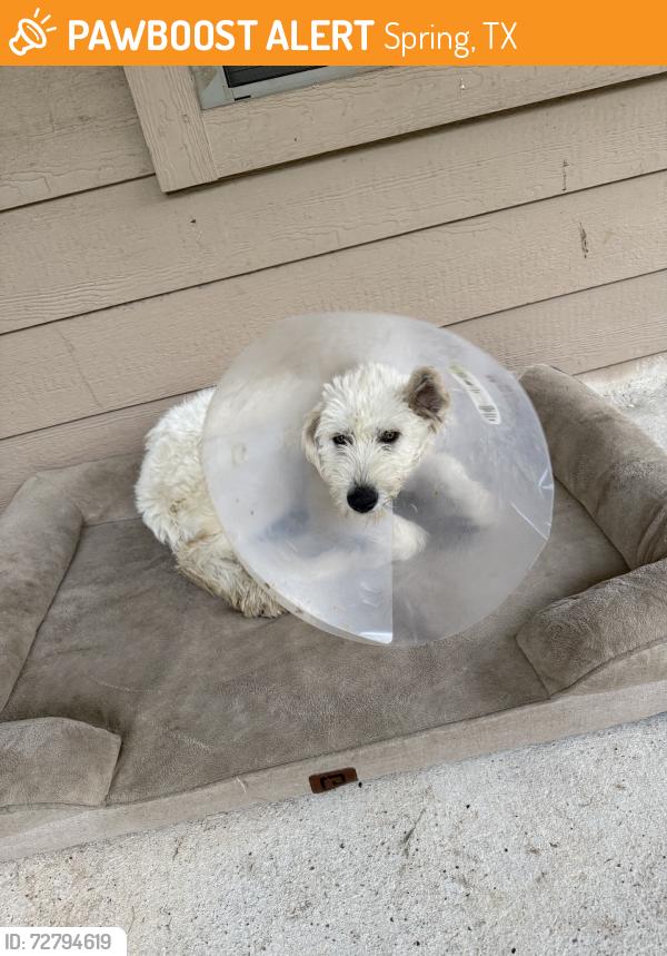 Found/Stray Female Dog last seen Louetta gum, louetta stream, Spring, TX 77388