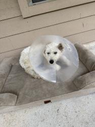 Found/Stray Female Dog last seen Louetta gum, louetta stream, Spring, TX 77388