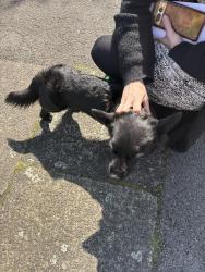 Found/Stray Unknown Dog last seen Near , Greater Manchester, England SK2