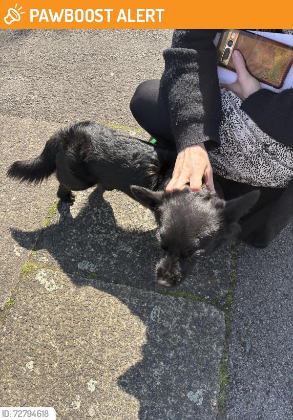 Found/Stray Unknown Dog last seen Near , Greater Manchester, England SK2