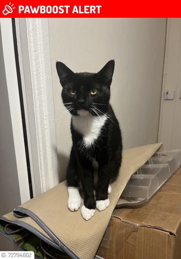 Lost Male Cat last seen Bishopthorpe road, manor ct road, tilling road, Bristol City, England BS10