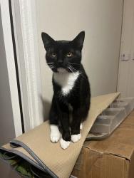 Lost Male Cat last seen Bishopthorpe road, manor ct road, tilling road, Bristol City, England BS10