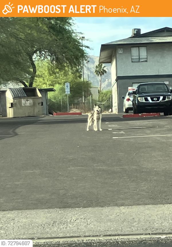 Found/Stray Unknown Dog last seen Near e roeser rd , Phoenix, AZ 85040