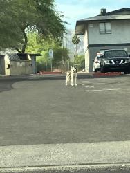 Found/Stray Unknown Dog last seen Near e roeser rd , Phoenix, AZ 85040