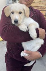 Found/Stray Male Dog last seen Isis, Inglewood, CA 90301