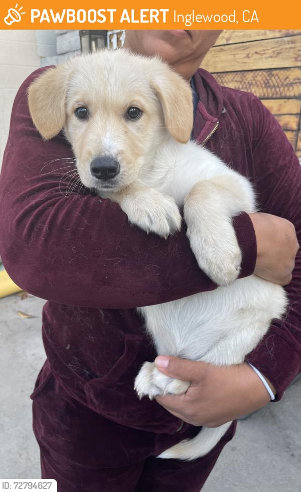 Found/Stray Male Dog last seen Isis, Inglewood, CA 90301
