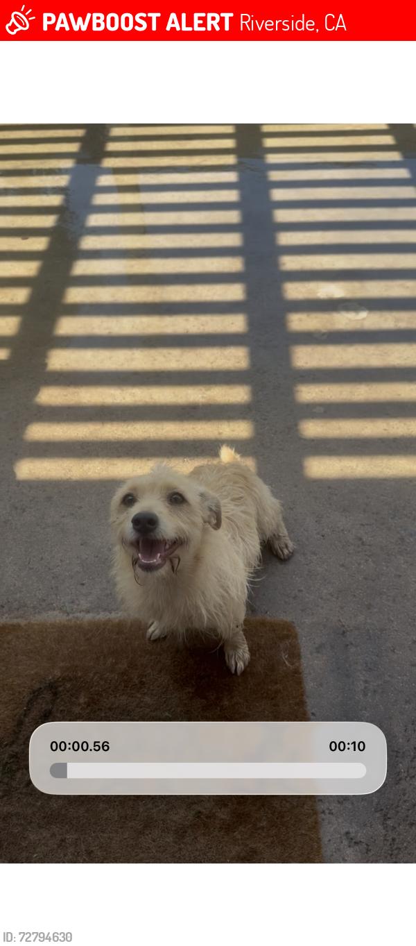 Lost Female Dog last seen Monroe / linclon, Riverside, CA 92501