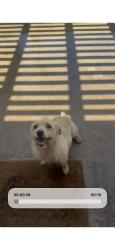 Lost Female Dog last seen Monroe / linclon, Riverside, CA 92501