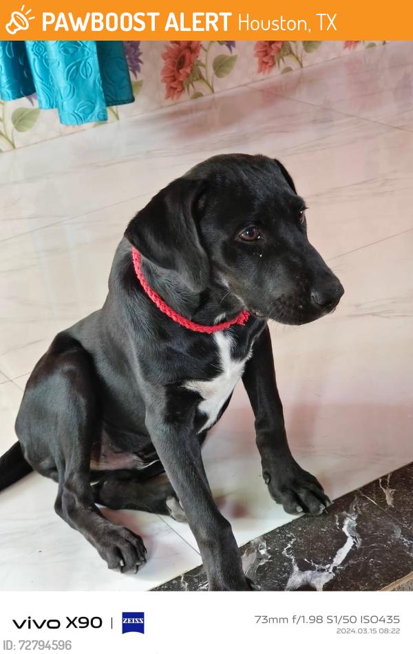 Found/Stray Unknown Dog last seen Route 99 near Cypress, Texas on grass , Houston, TX 77375