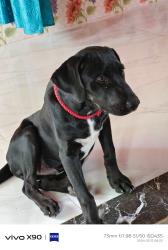 Found/Stray Unknown Dog last seen Route 99 near Cypress, Texas on grass , Houston, TX 77375