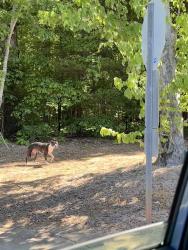 Found/Stray Unknown Dog last seen Near Joseph W. Grier Academy , Charlotte, NC 28215