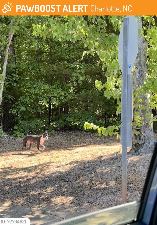 Found/Stray Unknown Dog last seen Near Joseph W. Grier Academy , Charlotte, NC 28215