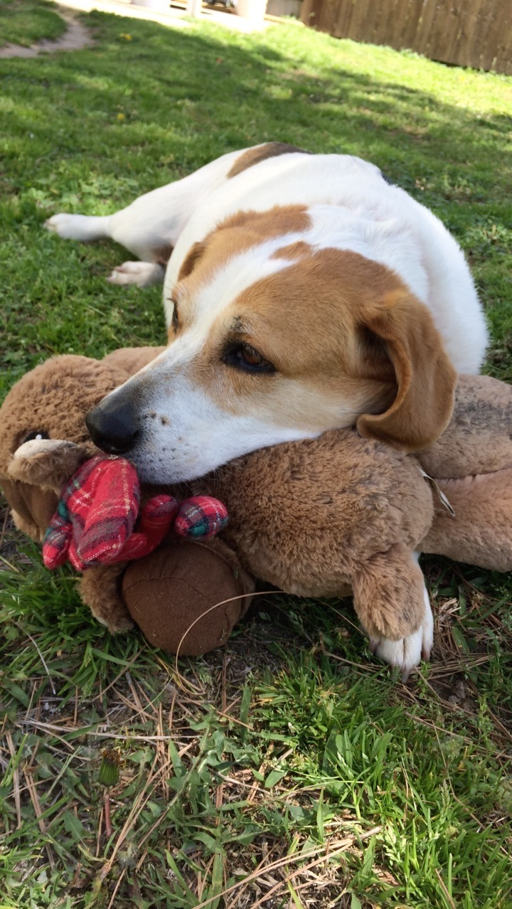 Lost Female Dog last seen Near E Newton Pl, Tulsa, OK 74115, USA, Tulsa, OK 74115