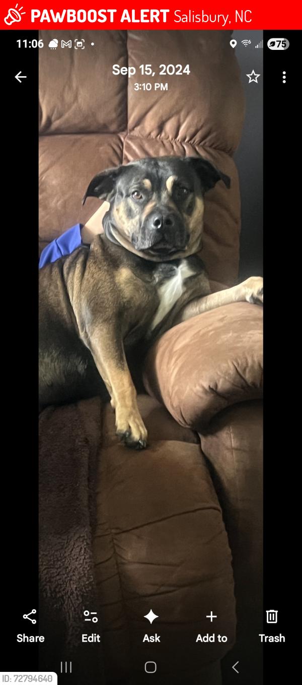 Lost Male Dog last seen Near oak haven drive  , Salisbury, NC 28146