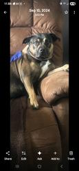 Lost Male Dog last seen Near oak haven drive  , Salisbury, NC 28146