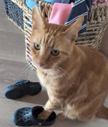 Lost Male Cat last seen Audubon Ave and Americana Blvd in NE Palm Bay, Palm Bay, FL 32907