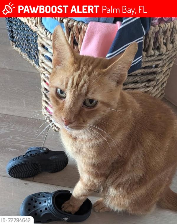 Lost Male Cat last seen Audubon Ave and Americana Blvd in NE Palm Bay, Palm Bay, FL 32907