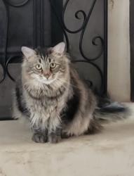 Lost Male Cat last seen Near Picardia Pl nw 87120, Albuquerque, NM 87120