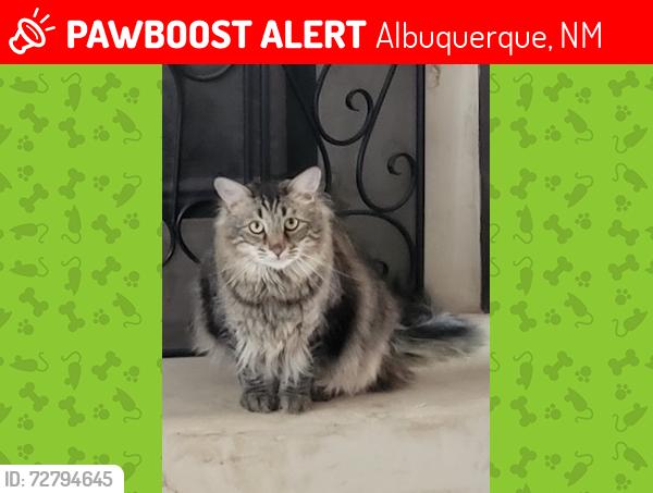 Lost Male Cat last seen Near Picardia Pl nw 87120, Albuquerque, NM 87120